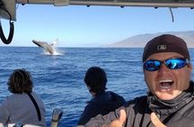 The Best 8 am 1.5 Hour Whale Watching Tour