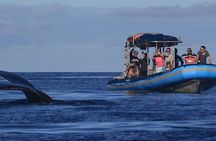 The Best 10 am 1.5 Hour Whale Watching Tour