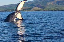 The Best 10 am 1.5 Hour Whale Watching Tour