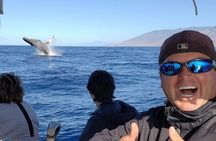 The Best 12 pm 1.5 Hour Whale Watching Tour