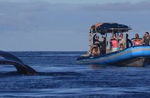 The Best 12 pm 1.5 Hour Whale Watching Tour