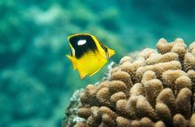 The Best 2.5 Hour Molokini Snorkel Tour & Whale Watch