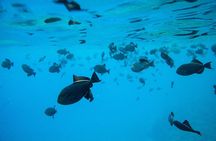 The Best 2.5 Hour Molokini Snorkel Tour & Whale Watch