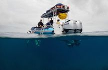 The Best 2.5 Hour Molokini Snorkel Tour & Whale Watch