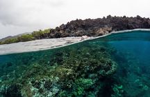 The Best 2.5 Hour Molokini Snorkel Tour & Whale Watch