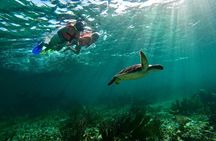 Snorkeling Guided Activity in Puerto Morelos Mexico