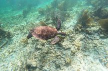 Snorkeling Guided Activity in Puerto Morelos Mexico