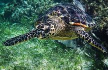 Snorkeling Guided Activity in Puerto Morelos Mexico