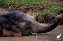 Phuket: Hidden Forest Elephant Reserve Guided Tour with Lunch