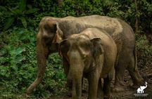 Phuket: Hidden Forest Elephant Reserve Guided Tour with Lunch
