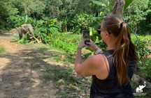 Phuket: Hidden Forest Elephant Reserve Guided Tour with Lunch
