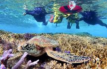 [Miyako Island/Half Day] Sea Turtle Snorkeling