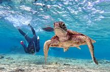 [Miyako Island / Half Day] Sea Turtle Snorkeling