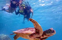 [Miyako Island / Half Day] Sea Turtle Snorkeling