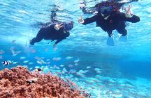 [Okinawa Miyako] Natural Aquarium! Tropical Snorkeling.