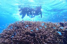 Okinawa Miyako Natural Aquarium! Tropical Snorkeling Tour