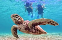 [Miyako Island / Half Day] Sea Turtle Snorkeling