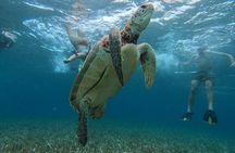 Let's snorkel Hol Chan the Best Marine Reserve in Belize