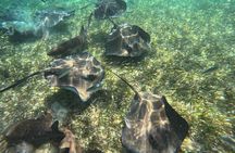 Let's snorkel Hol Chan the Best Marine Reserve in Belize