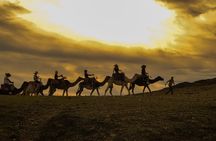 Agafay desert - Quad, camel, and dinner show