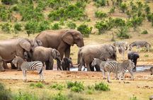 Half-Day Addo Elephant National Park 