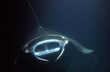 Sunset Manta Ray Tour in Kailua-Kona