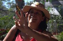 Butterflies, City tour, tequila, and beach (kids free)