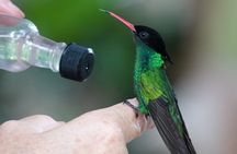 Private Lethe River Rafting and Bird Sanctuary Tour in Negril