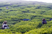 Green Magic Day Tour to Munnar