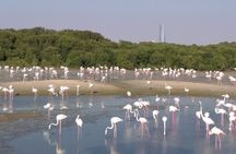 Bird Watching Tour Dubai