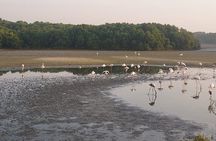Bird Watching Tour Dubai