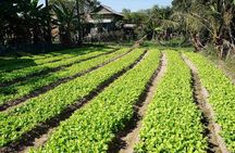 Village walking and Cooking class in Siem Reap
