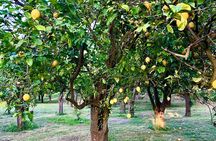 Sorrento Lemon Grove Experience with Local Product Tasting