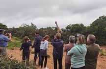 Full-Day Addo Elephant Park & Giraffe Walk 