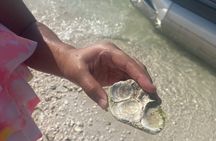 Clearwater Beach Pontoon Tours
