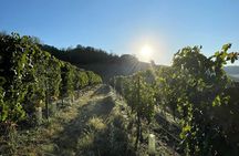 Wine Tour and tasting in the Monferrato - Premium