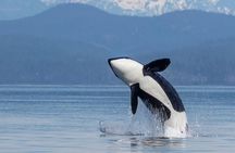 6 Hour Whale Watching Tour With Lunch Included