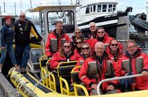 6 Hour Whale Watching Tour With Lunch Included