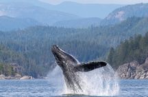 6 Hour Whale Watching Tour With Lunch Included