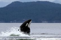 6 Hour Whale Watching Tour With Lunch Included