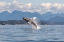 Campbell River, BC: 6 Hour Whale Watching Tour w/ Lunch Included