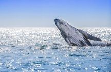 Full Day Humpback Whale Watching Tour in Samana from Uvero Alto