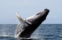 Full Day Humpback Whale Watching Tour in Samana from Uvero Alto