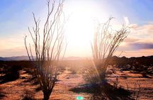 Private Driving and Hiking Tour in Joshua Tree National Park