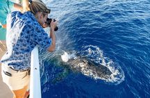 Whale and Dolphin Watch Boat Cruise in Oahu