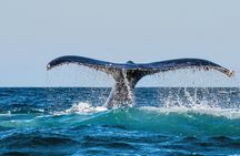 Whale and Dolphin Watch Boat Cruise in Oahu