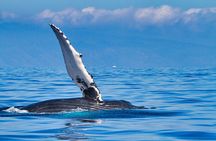 Whale and Dolphin Watch Boat Cruise in Oahu