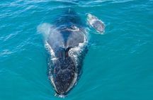 Whale and Dolphin Watch Boat Cruise in Oahu