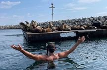 Kayaking with Sea Lions in a Calm Beautiful Harbor