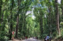 Full Day Bohol Highlights from Cebu